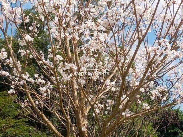 Sítio para Venda em Taubaté - 4